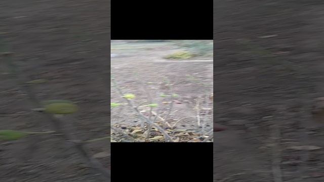 Инжир, примерно размеры куста со второго года, если срезать под корень. Ноябрь 24г.