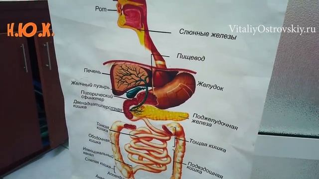 Разжижение крови, холестерин, лямблии, холецистит, колит. С канала Виталий Островский