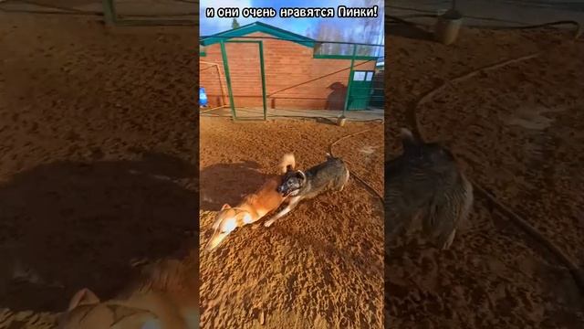 "Пинки и Ко" ❥ Приют в Малинках