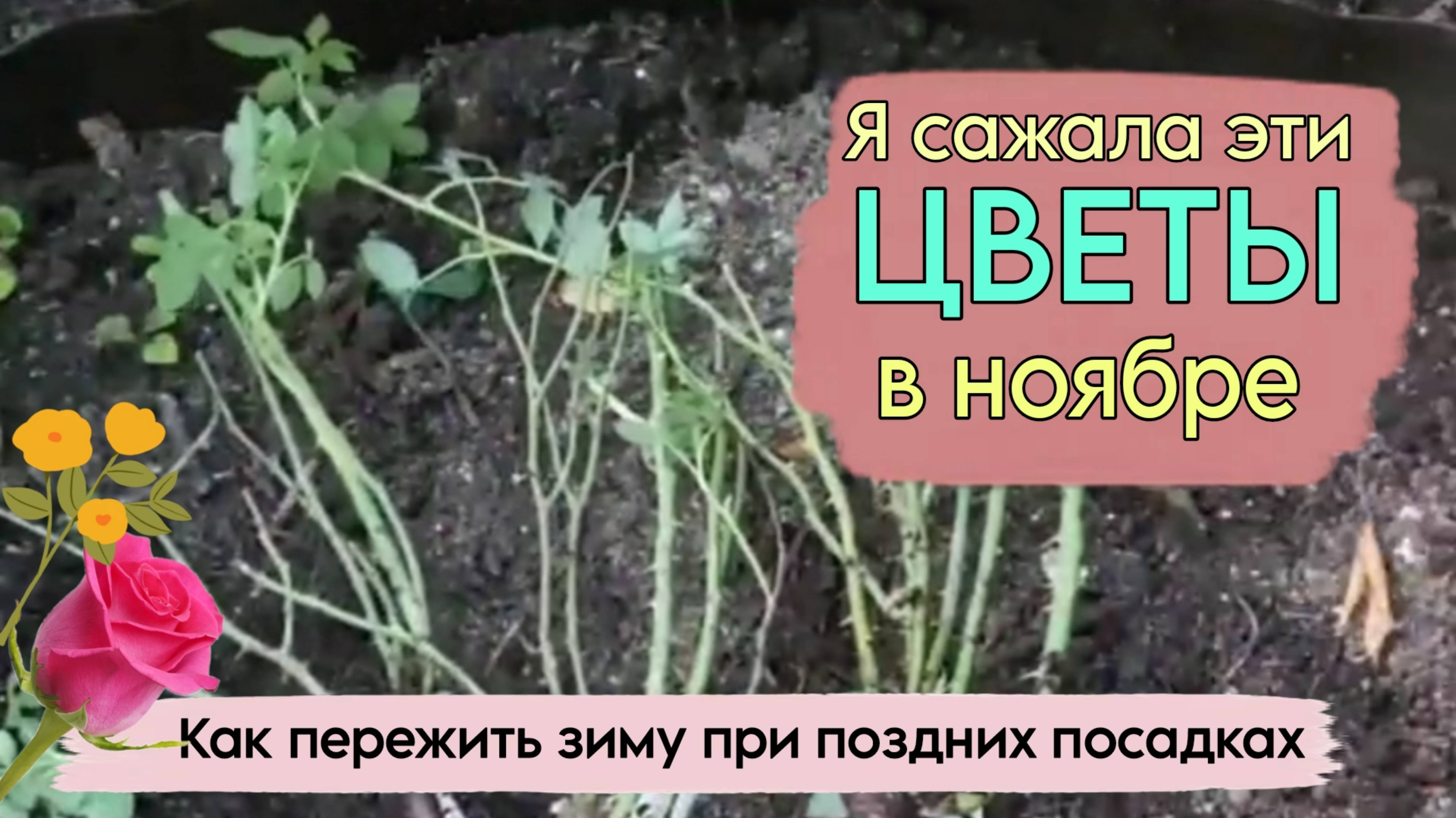 Поздняя посадка саженцев. Лилии уже с ростками. Как сажать под зиму