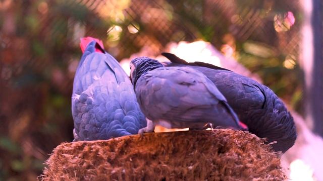 14996967-hd_1920_1080_25fps