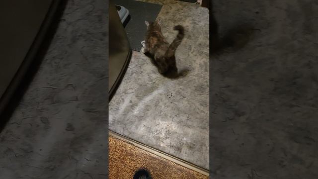 video_2024-11-12_14-24-47