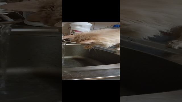 Наша кошечка😺