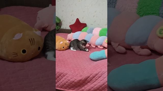 Смешные мемы