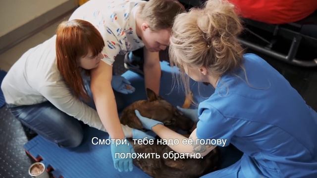 Хочу на работу Люди с синдромом Дауна посещают Центр помощи животным «Юна», 6+