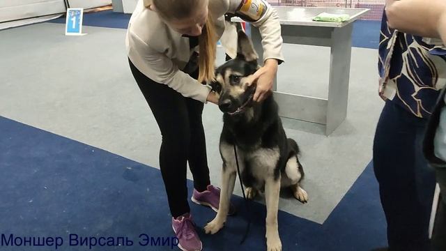 Класс открытый ВТ Философ и МВ Эмир