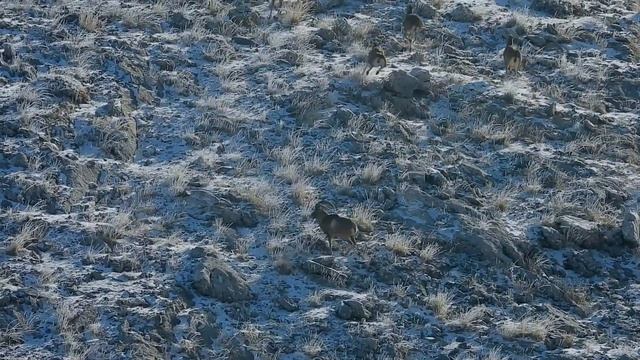 Тизер фильма: Горная охота в Турции 2021