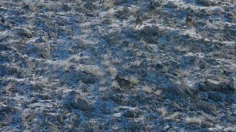 Тизер фильма: Горная охота в Турции 2021