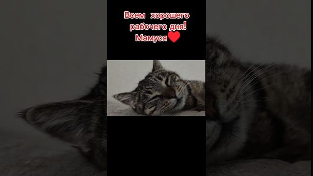 Хочу быть кошкой😁😁😁