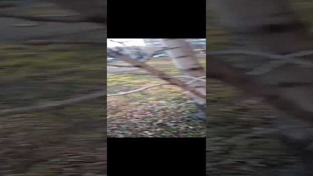3 ноября, молодые листочки на тополе.