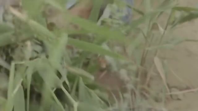 Хитай даирилири уйғурларниң мейит узитиш ишлириғиму қол тиқишқа башлиған