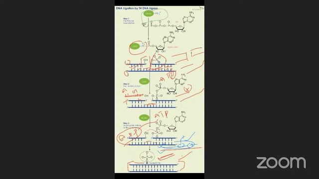 M.Sc BOTANY 2nd YEAR-Course - 8 : Plant Molecular Biology and Biotechnology