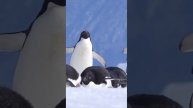 🐧 Пингвины