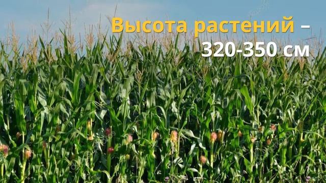 Кукуруза Норико 🌽 - описание гибрида 🌽, семена в Украине