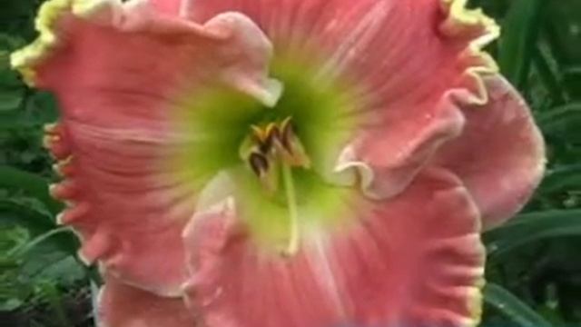 лилейник daylily DIXIE SUNRISE.mpg