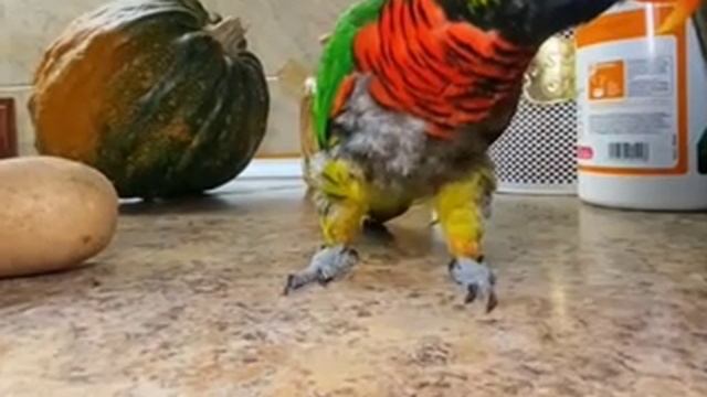Музыкальный попугай! Чудо!