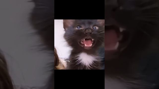 Разговор🤣🤣🤣