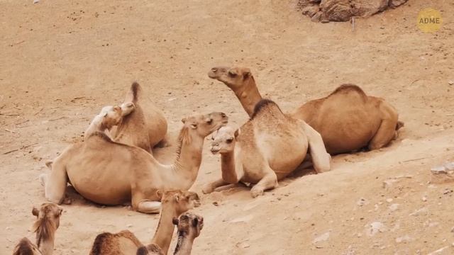 Удивительные факты о животных, которыми вам захочется поделиться. Раскрываем тайны в мире животных