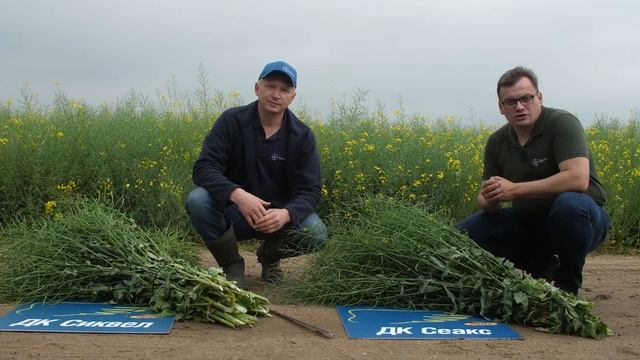 Гибриды озимого рапса Dekalb. Дни Поля - 2020.