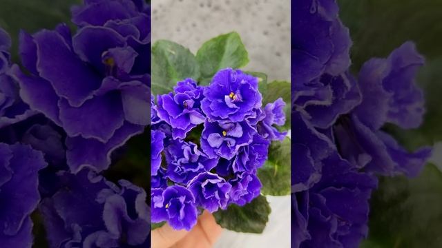 Фиалка Blue Scoundrel