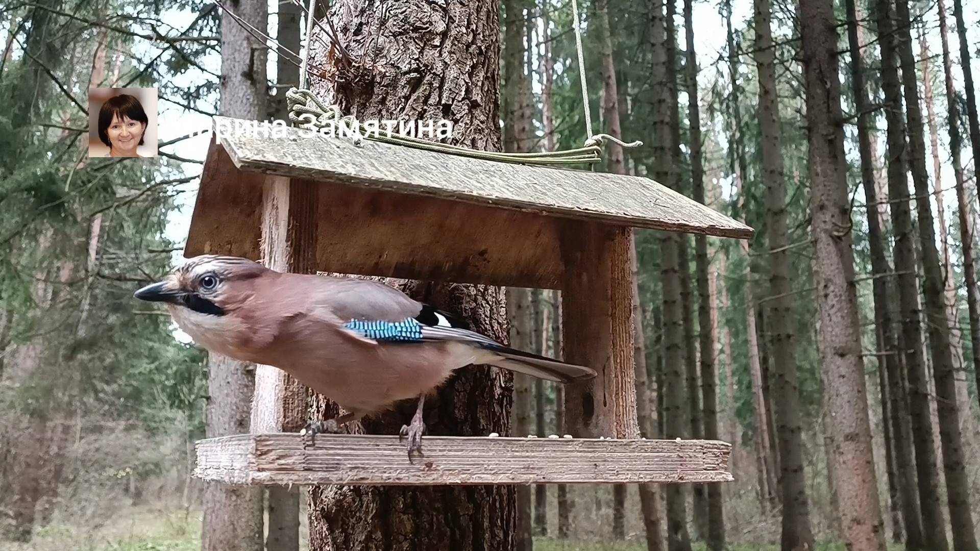 Сойки в лесу.