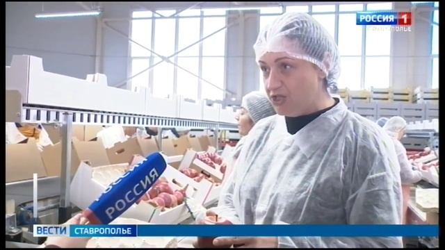 От саженца до прилавка по всей стране: какой путь проходят ставропольские яблоки