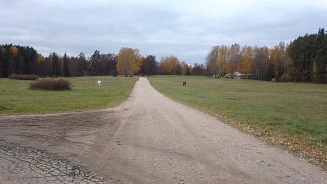 Тверской Рожок. Село Михайловское. Пушгоры. (Shamanic Boutique)