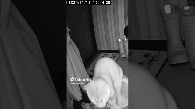 любопытный Симба
