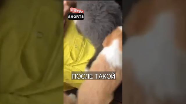 VID_20241111_155053_568.mp4
