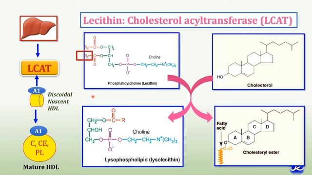 20: Enzymes & Proteins of Lipoproteins Metabolism |Lipid Metabolism| Biochemistry