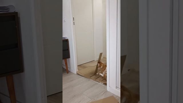 Говорят, что рыжие коты не поддаются экспериментам