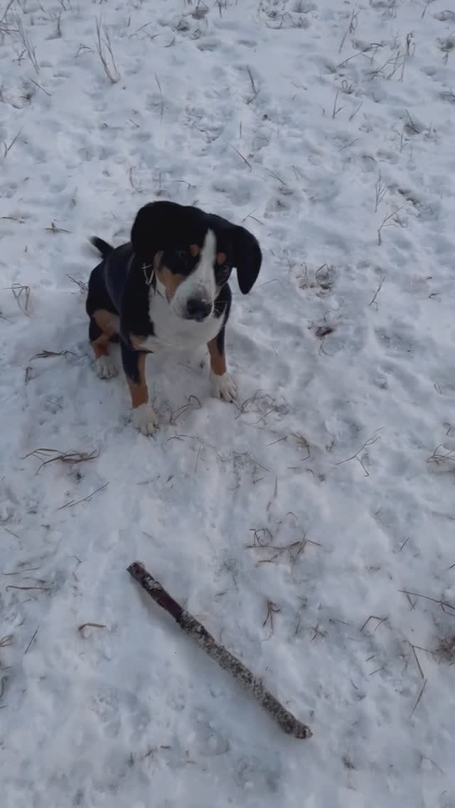 Команда - «горка». Энтлебухер. Послушная собака. Игра с палкой. Выполнение Команд без вкусняшек.