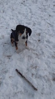 Команда - «горка». Энтлебухер. Послушная собака. Игра с палкой. Выполнение Команд без вкусняшек.