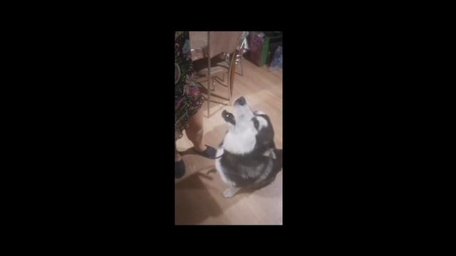 С Хаски лучше не спорить.