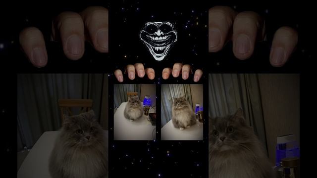 #кошка