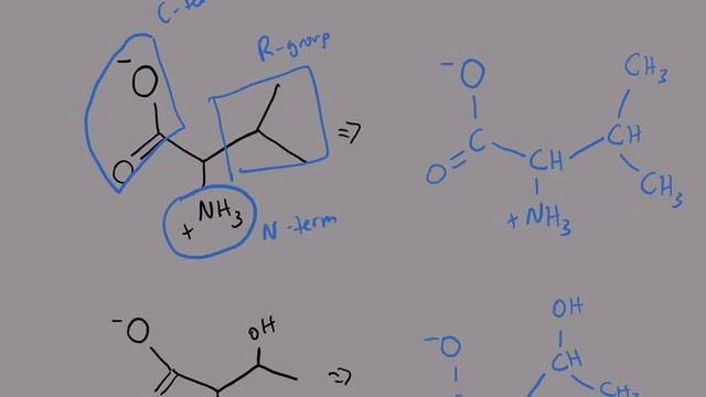 Comparison of skeletal and condensed amino acid structures