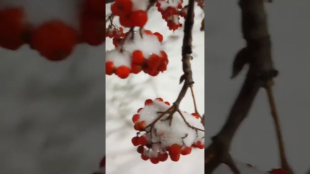 Снег ❄️