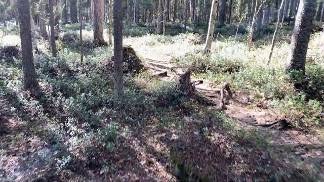 По озерам Мурманской области. Медведь на острове Петро. Гора Иванова. часть 4
