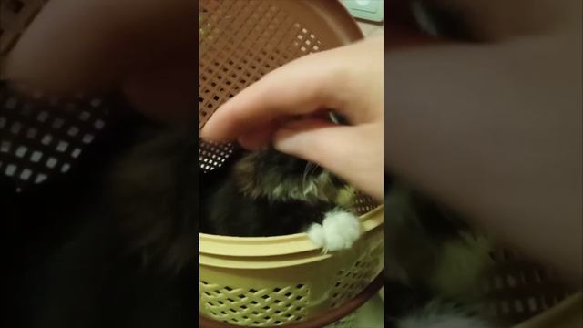 Котенок ищет дом