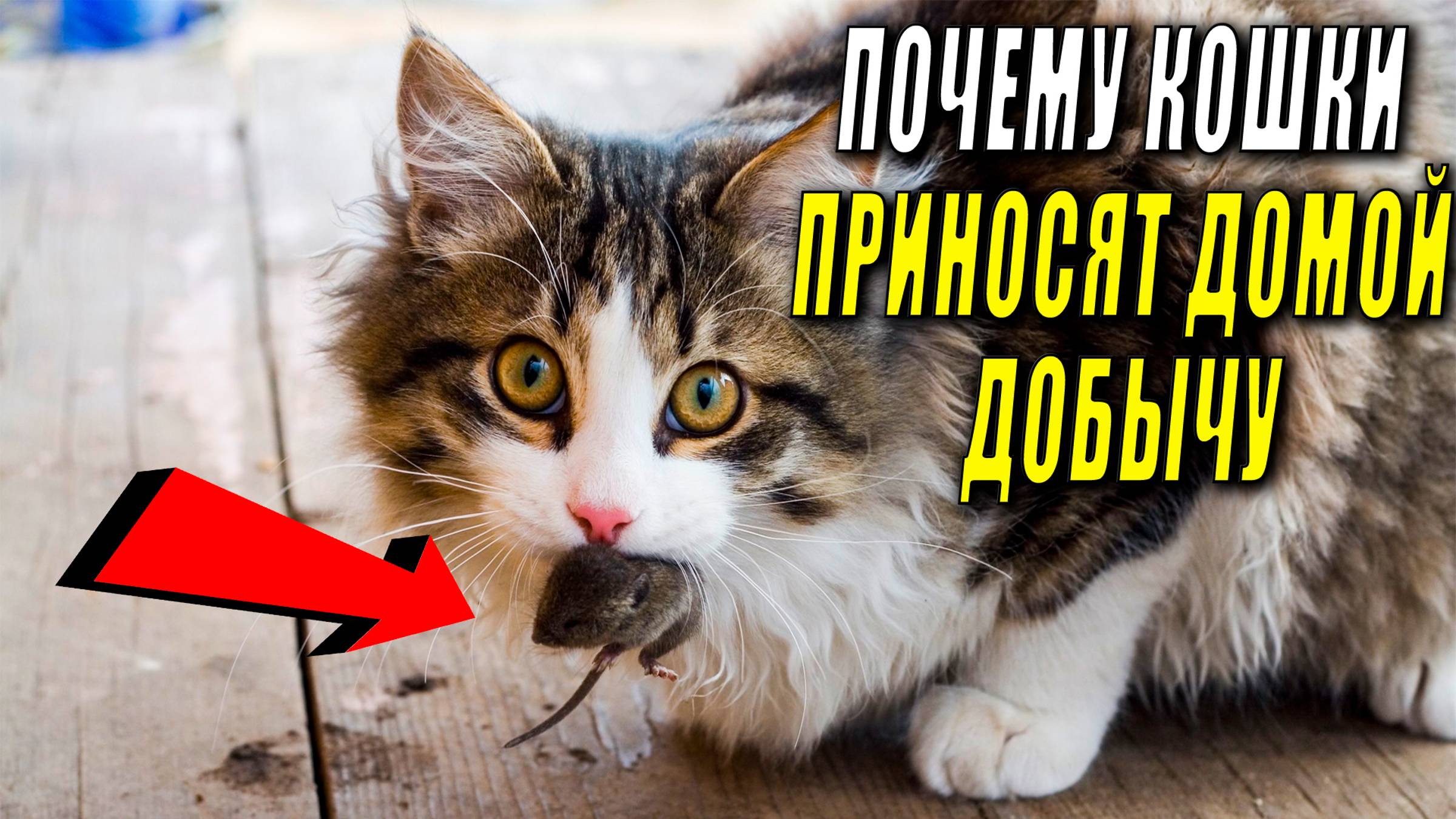 Почему кошки приносят домой убитых животных