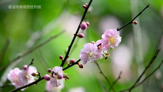 2015/01/25 - Flowers Blooming@Kadoorie Farm and Botanic Garden [By Bencenter]