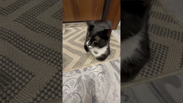 Рассказ сестры Кати про нашего кота Мурзика.