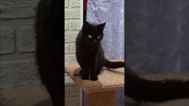 Юморные кошки прикольные котята!
