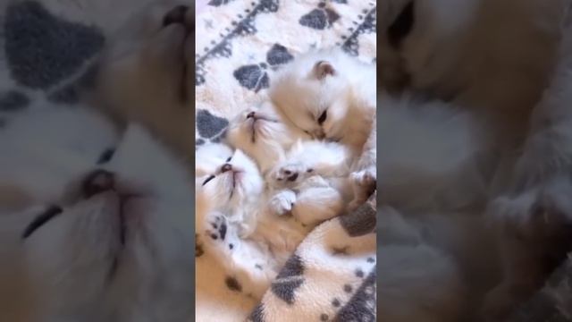 Ничего милее вы сегодня не увидите