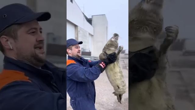 Спасение маленького тюленя