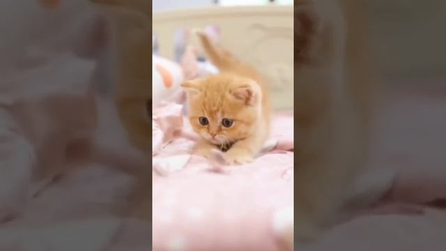 Мы в ВК https://vk.com/life_of_cats