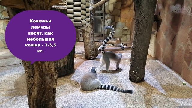 Кошачий лемур - в ленинградском зоопарке