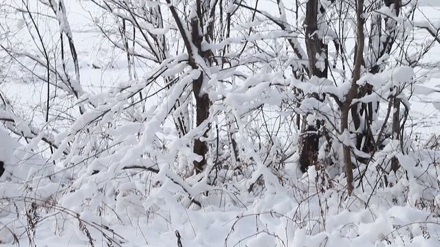 Фотопрогулка по зимнему лесу