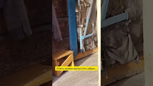 Эти забавные животные:)