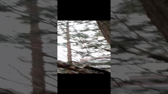 Хотелось белку- глядите 🐿️🧐